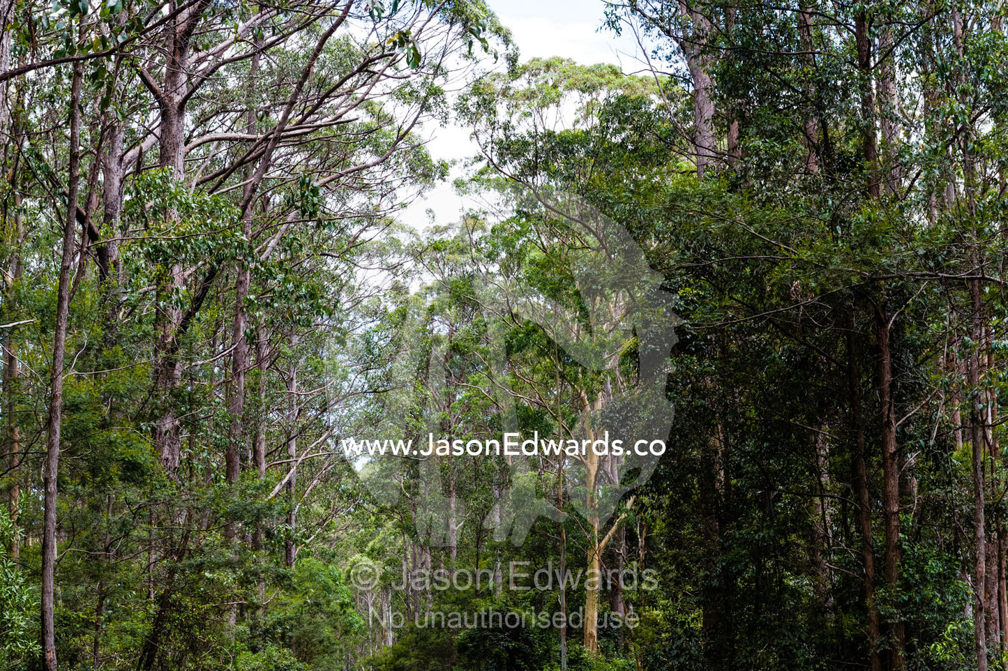 The tall leafy canopy of a highland forest. Gibraltar Range National Park, New South Wales, Australia.