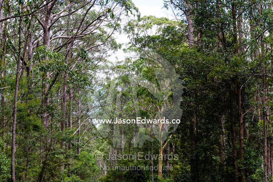 The tall leafy canopy of a highland forest. Gibraltar Range National Park, New South Wales, Australia.