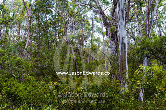 The dense understory of a highland forest. Gibraltar Range National Park, New South Wales, Australia.