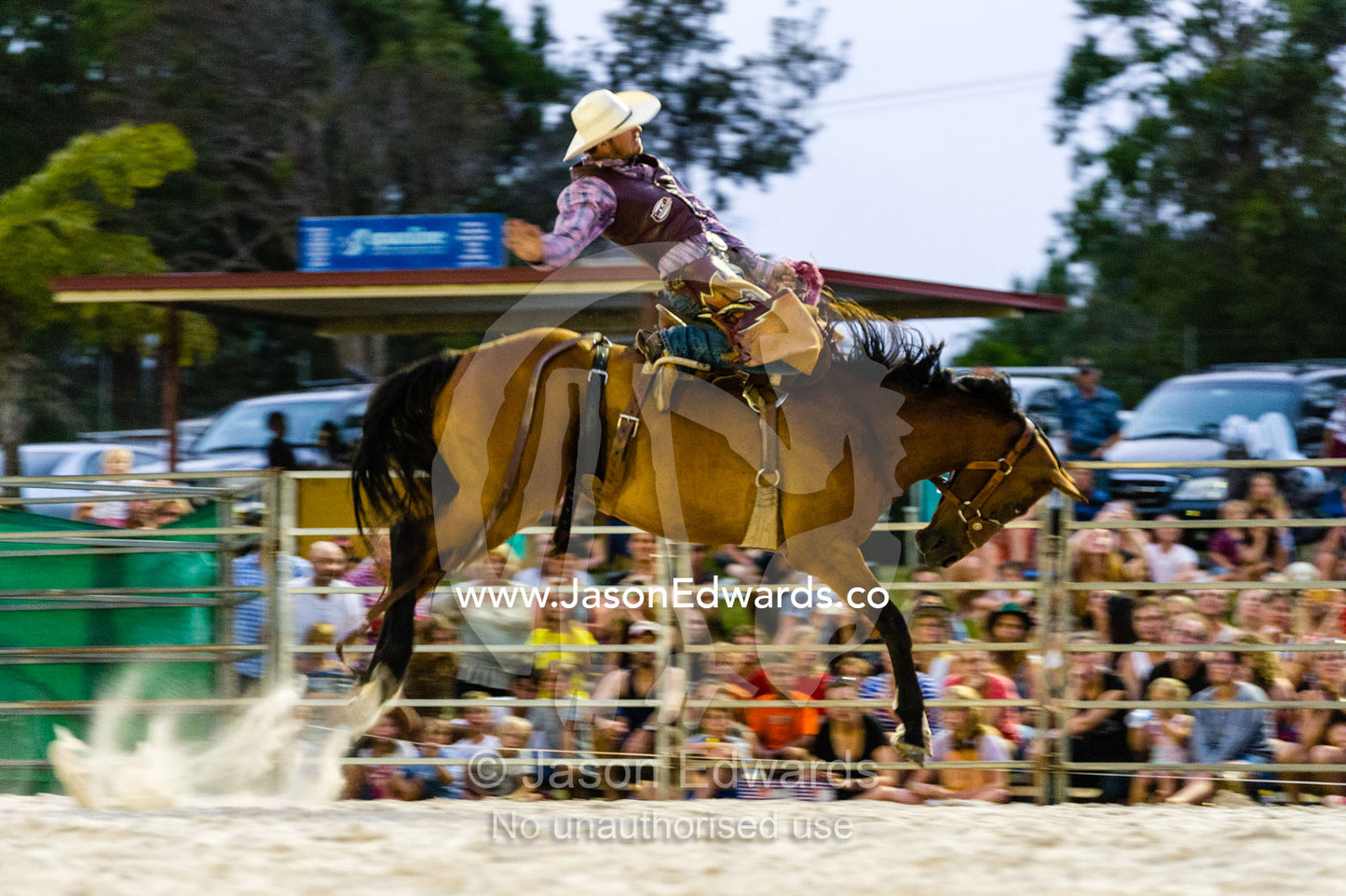 A cowboy rides a leaping bucking bronco at a rodeo. Byron Bay, New South Wales, Australia.