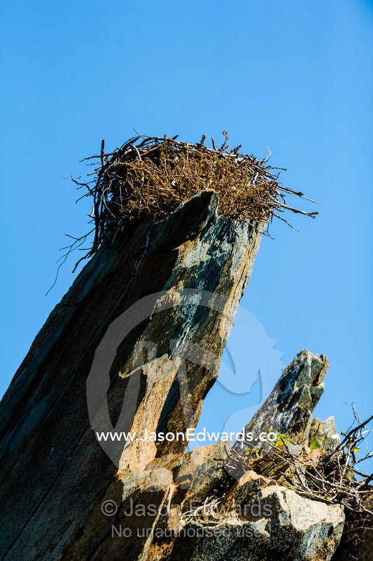 An Eastern Osprey nest on a rock pillar above the ocean. near Cockatoo Island, Yampi Sound, Buccaneer Archipelago, Kimberley Coast, Western Australia, Australia.