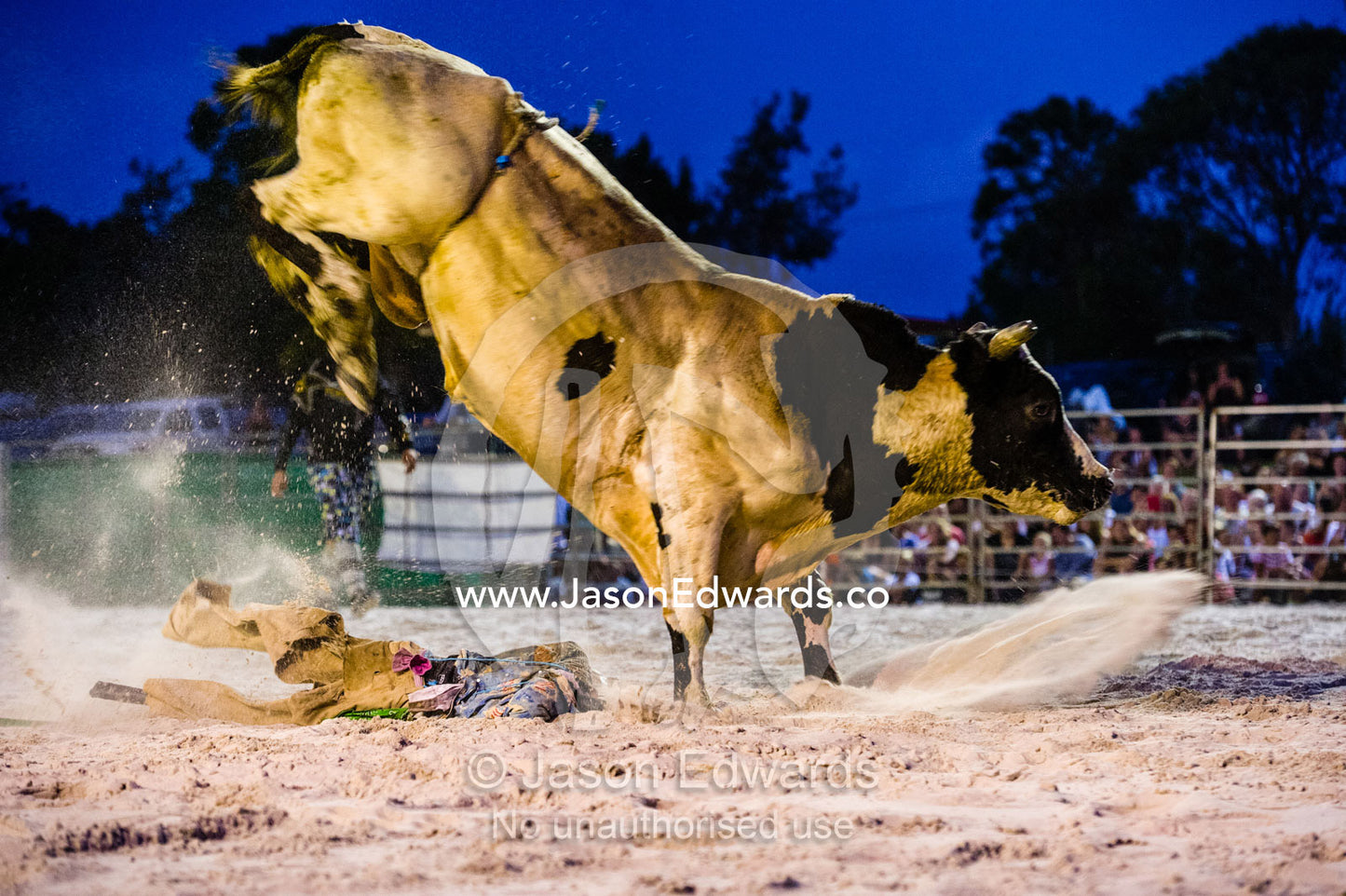 A rodeo bull attacks a scarecrow with it's hooves after losing a rider. Byron Bay, New South Wales, Australia.