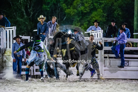 Rodeo clowns rescue a cowboy with his hand trapped in the bull rope of a steer. Byron Bay, New South Wales, Australia.