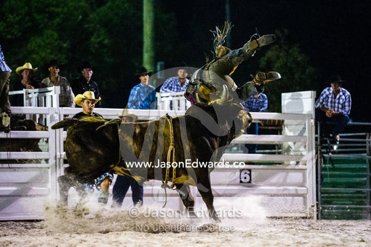 A steer flips a cowboy though the air with his horns at a rodeo. Byron Bay, New South Wales, Australia.