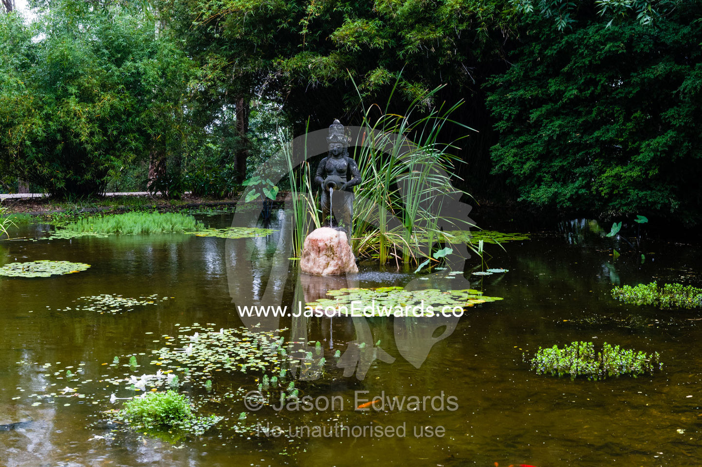 Water lily's in an ornamental pond in a botanical garden. Crystal Castle, Shambhala Gardens, Mullumbimby, New South Wales, Australia.