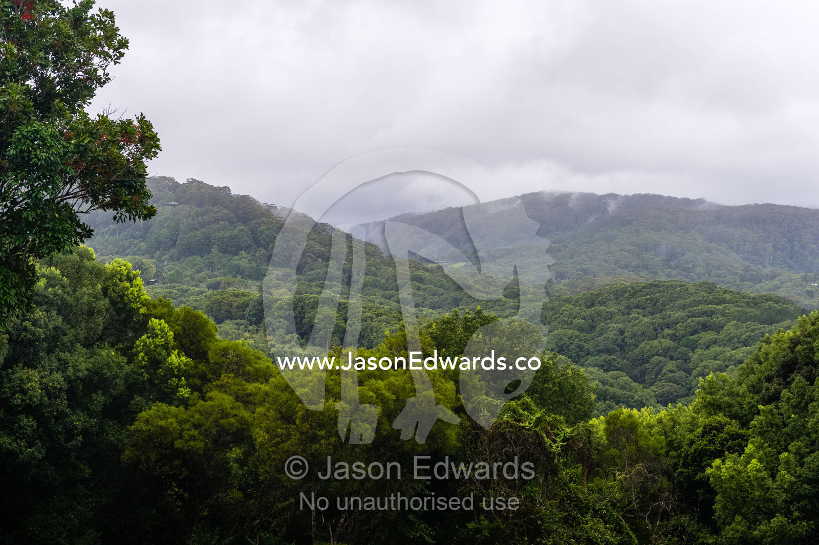Mist and rain descend over forested mountain slopes and a botanical garden. Crystal Castle, Shambhala Gardens, Mullumbimby, New South Wales, Australia.