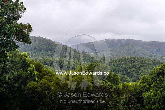 Mist and rain descend over forested mountain slopes and a botanical garden. Crystal Castle, Shambhala Gardens, Mullumbimby, New South Wales, Australia.