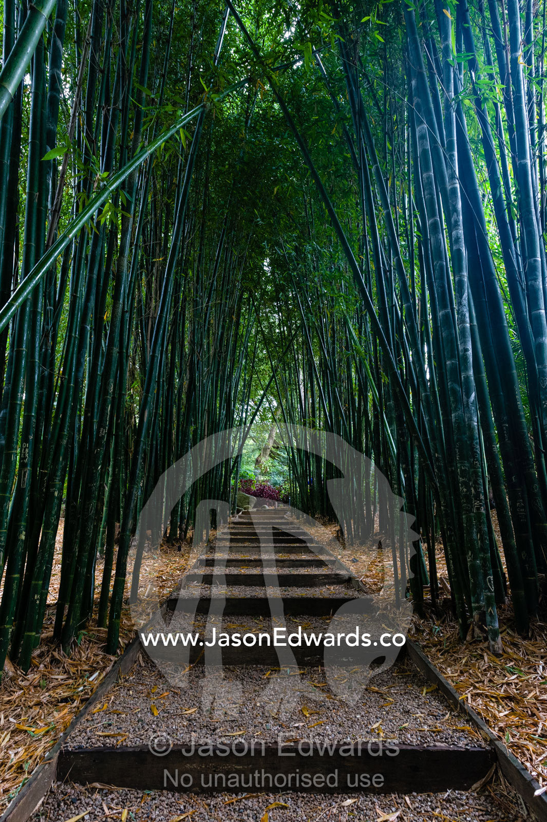 A path through a forest of Giant Bamboo in a botanical garden. Crystal Castle, Shambhala Gardens, Mullumbimby, New South Wales, Australia.