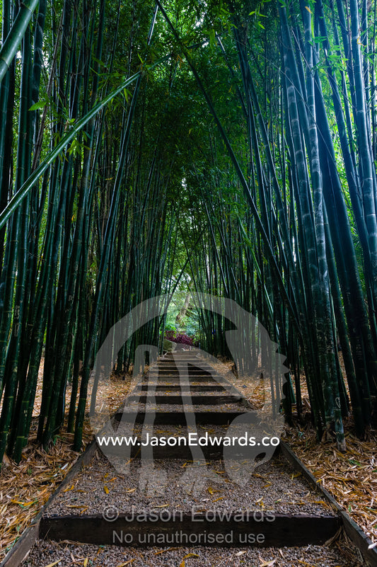 A path through a forest of Giant Bamboo in a botanical garden. Crystal Castle, Shambhala Gardens, Mullumbimby, New South Wales, Australia.