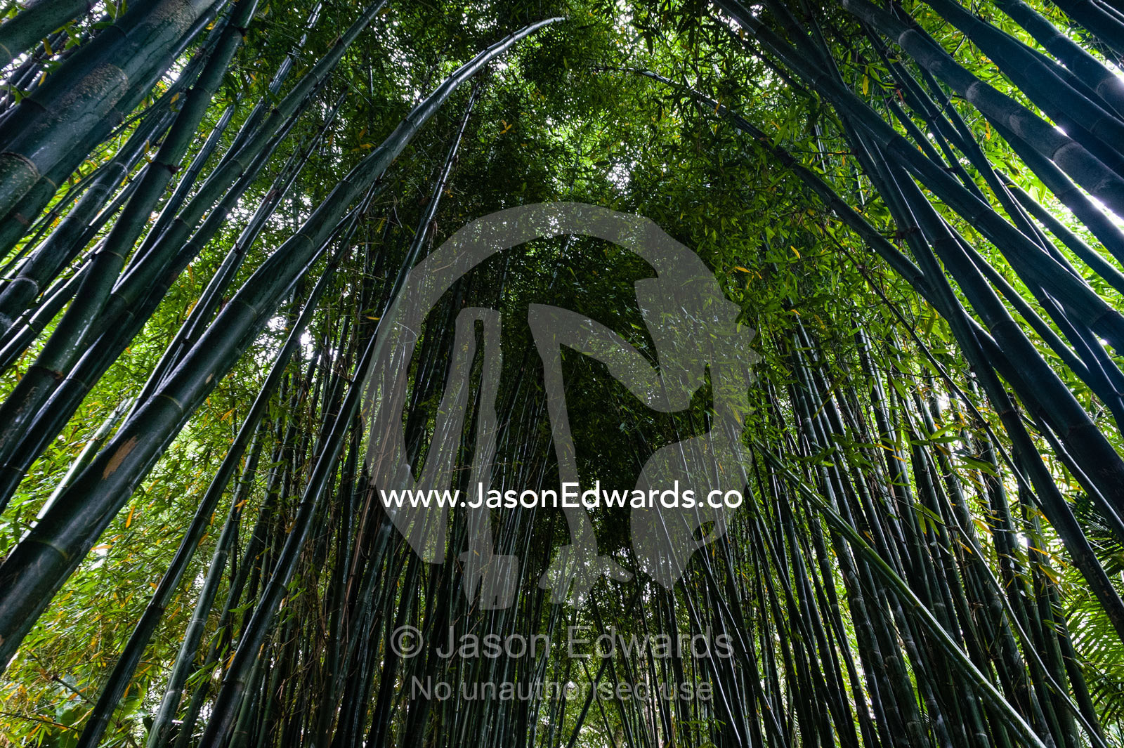 The canopy of a forest of Giant Bamboo in a botanical garden. Crystal Castle, Shambhala Gardens, Mullumbimby, New South Wales, Australia.