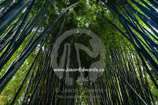 The canopy of a forest of Giant Bamboo in a botanical garden. Crystal Castle, Shambhala Gardens, Mullumbimby, New South Wales, Australia.
