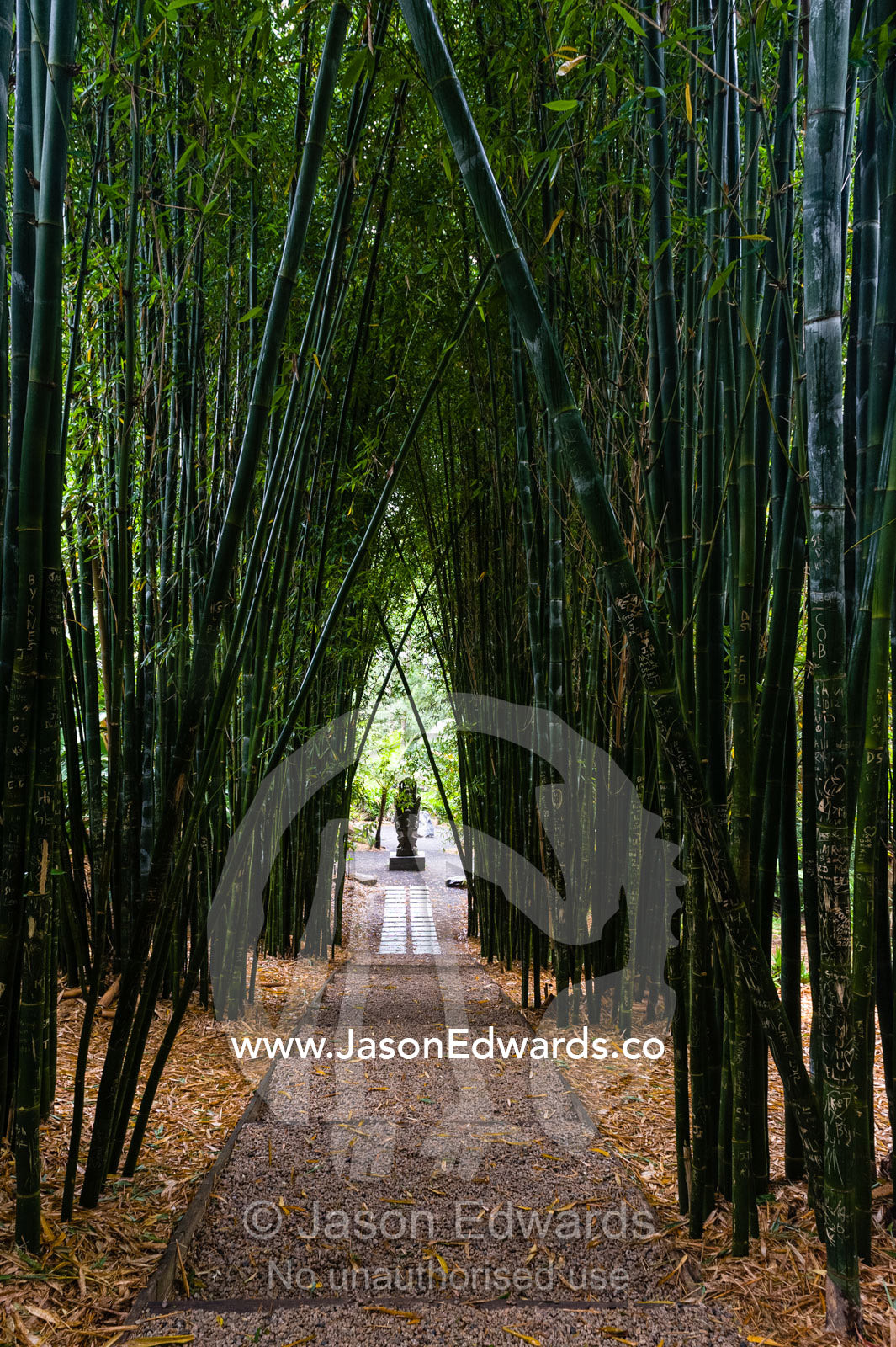 A path through a forest of Giant Bamboo in a botanical garden. Crystal Castle, Shambhala Gardens, Mullumbimby, New South Wales, Australia.