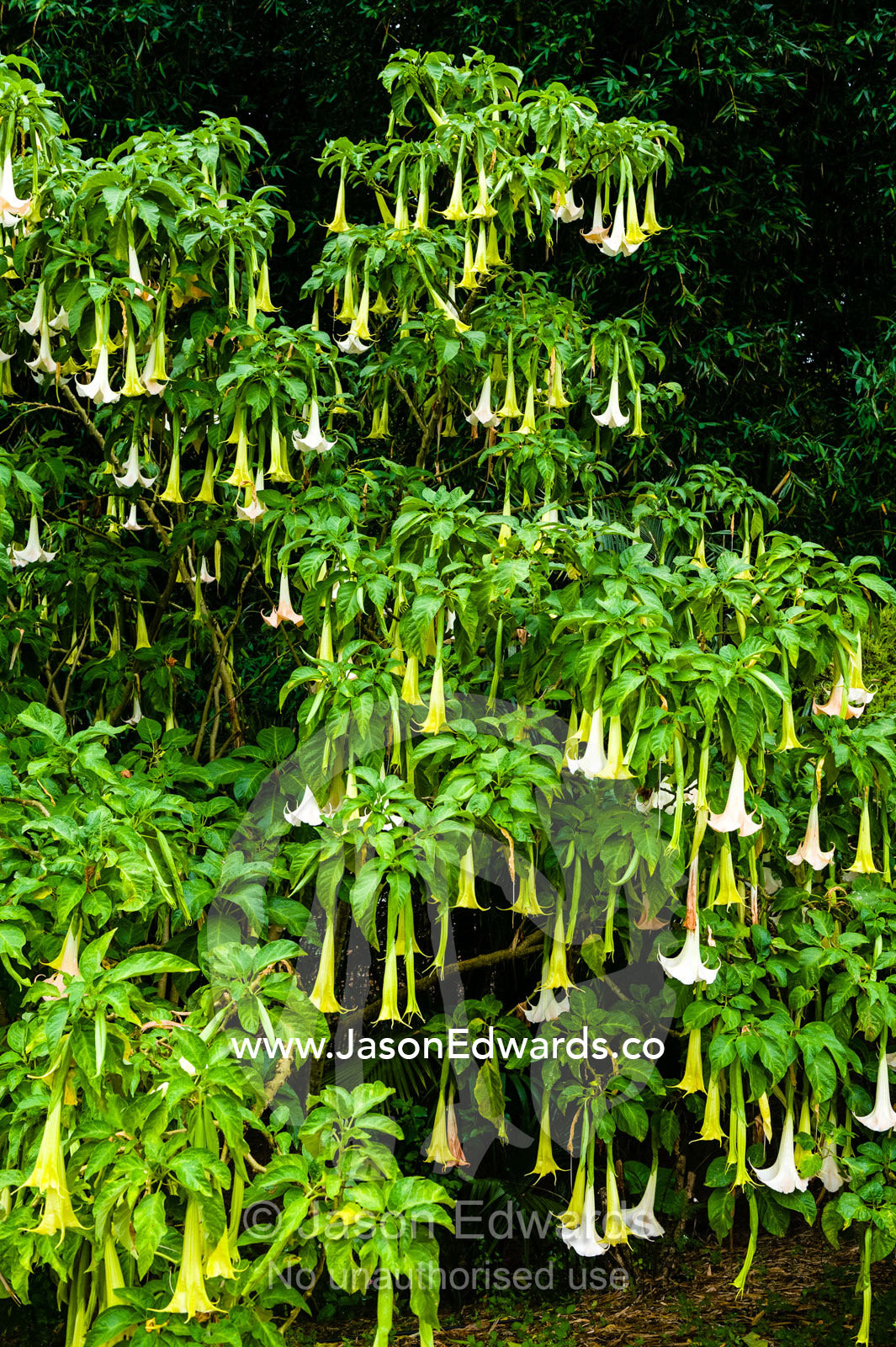 The highly toxic yet beautiful Brugmansia, Angel Trumpet Plant. Crystal Castle, Shambhala Gardens, Mullumbimby, New South Wales, Australia.