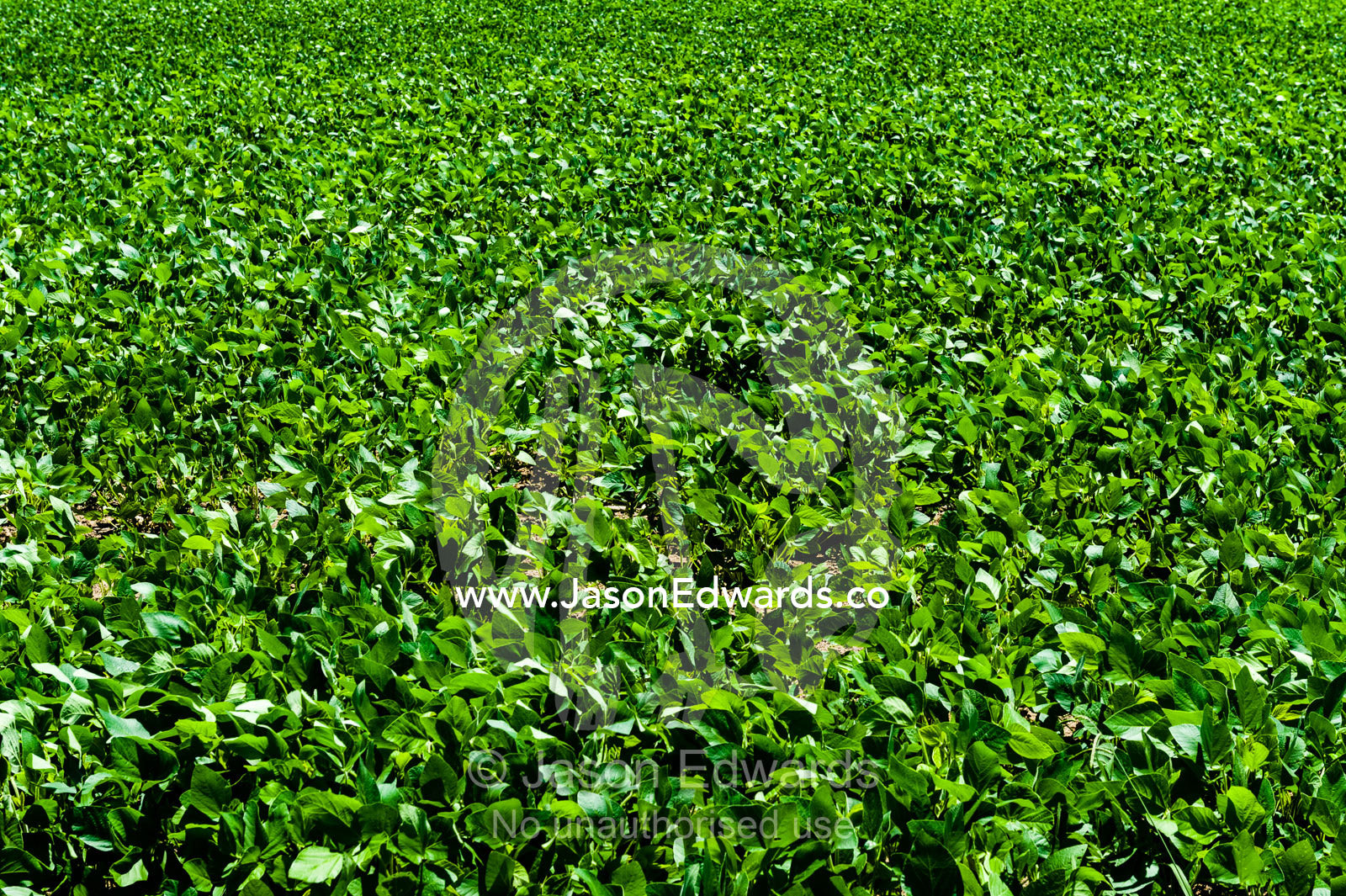 A vast field of lush fodder crop grown in northern New South Wales. Ulmarra, New South Wales, Australia.