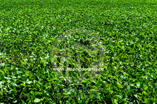 A vast field of lush fodder crop grown in northern New South Wales. Ulmarra, New South Wales, Australia.