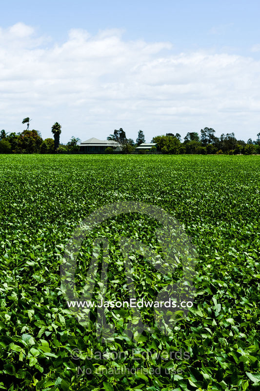 A vast field of lush fodder crop grown in northern New South Wales.