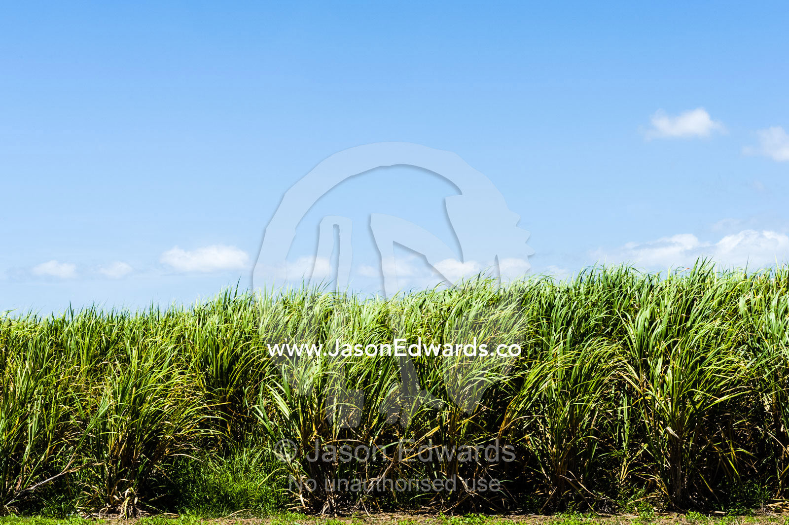 A crop of sugar cane waiting to be harvested. Ulmarra, New South Wales, Australia.