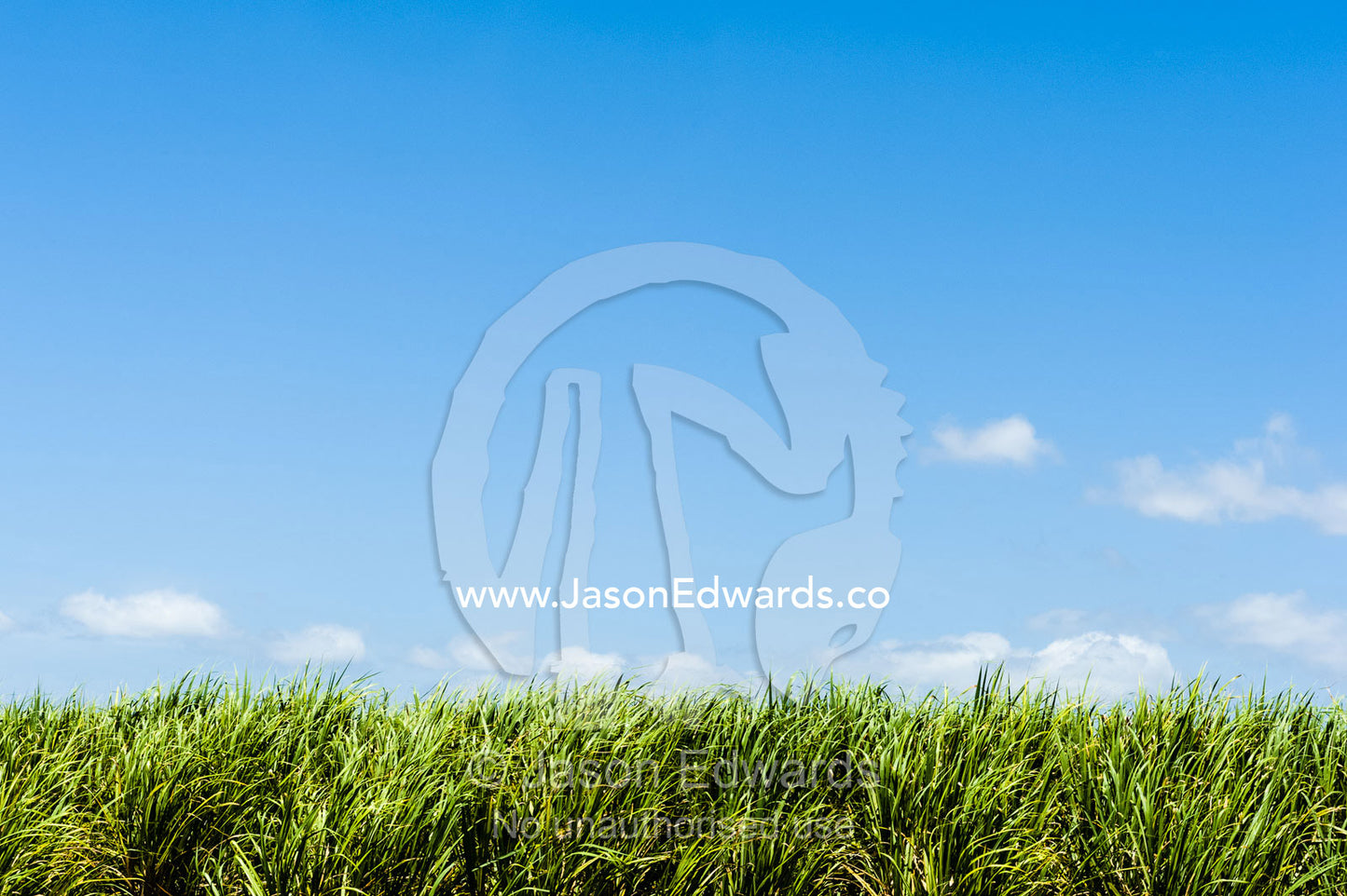 A crop of sugar cane waiting to be harvested. Ulmarra, New South Wales, Australia.