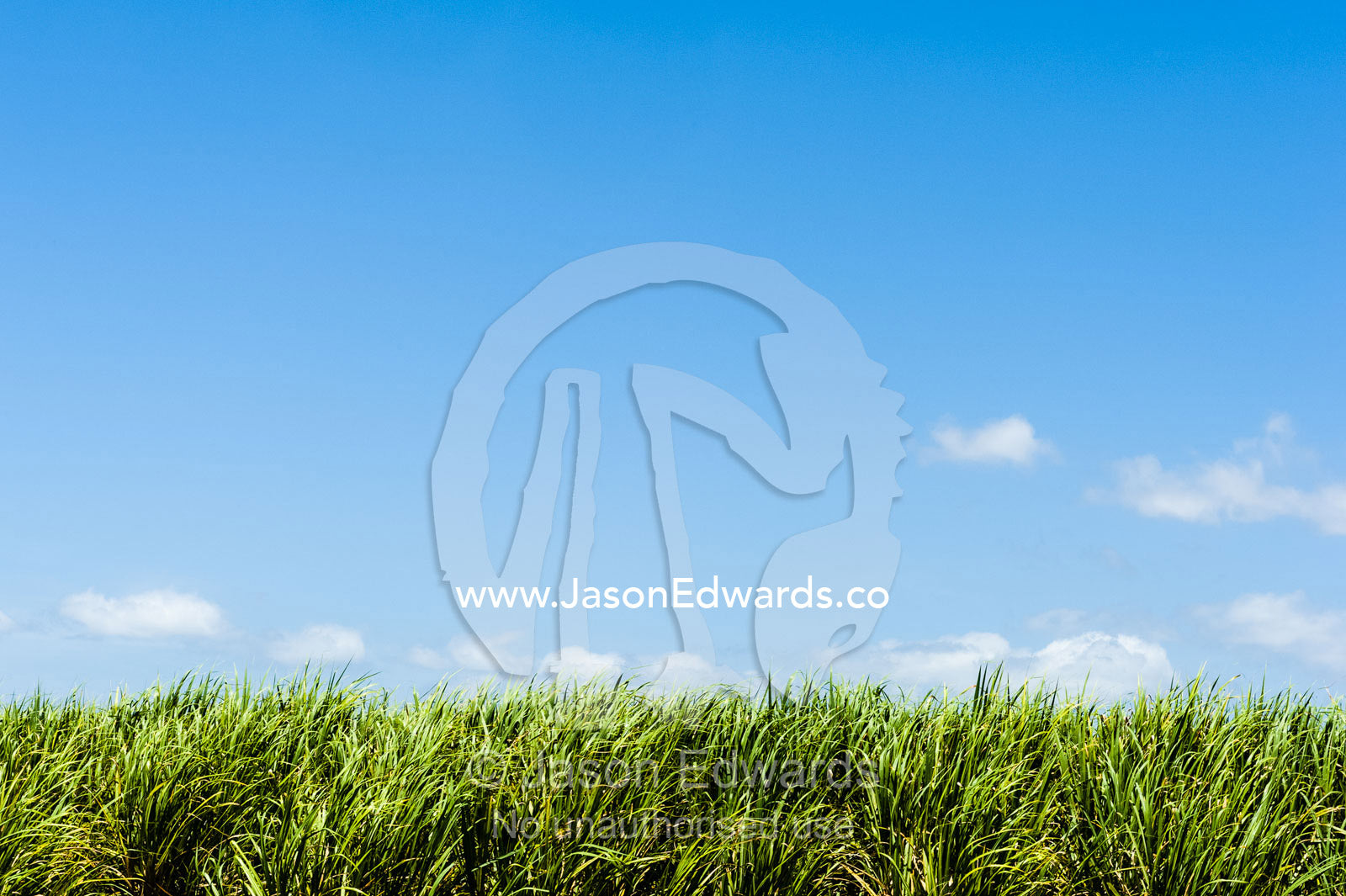 A crop of sugar cane waiting to be harvested. Ulmarra, New South Wales, Australia.