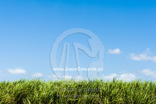 A crop of sugar cane waiting to be harvested. Ulmarra, New South Wales, Australia.