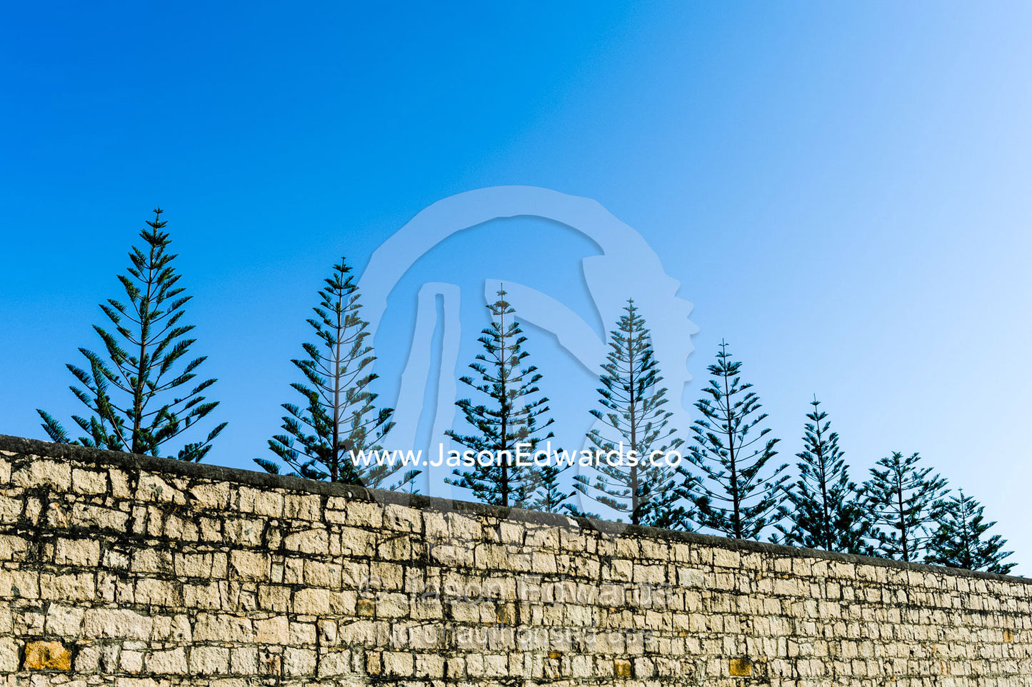 The crowns of pine trees rise above the wall of an antique prison. Trial Bay Goal, Laggers Point, Arakoon National Park, New South Wales, Australia.