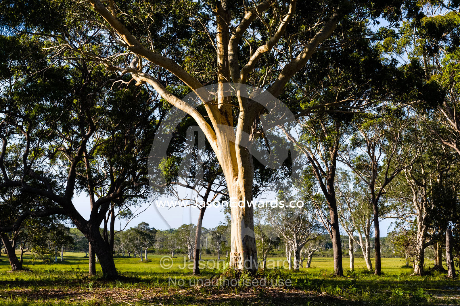 Late afternoon sunlight falls across the trunk of a Smooth-barked Apple tree. South West Rocks, New South Wales, Australia.