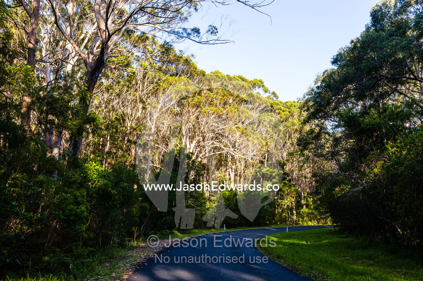 A winding country road in shadow through a sunlit forest. South West Rocks, New South Wales, Australia.