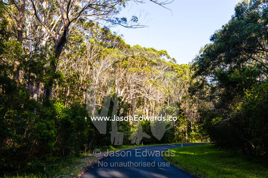 A winding country road in shadow through a sunlit forest. South West Rocks, New South Wales, Australia.