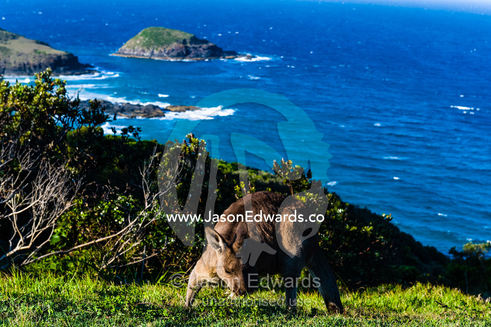 An Eastern Grey Kangaroo feeding on grass on a mountaintop overlooking the ocean. Smoky Cape Lighthouse, Hat Head National Park, New South Wales, Australia.