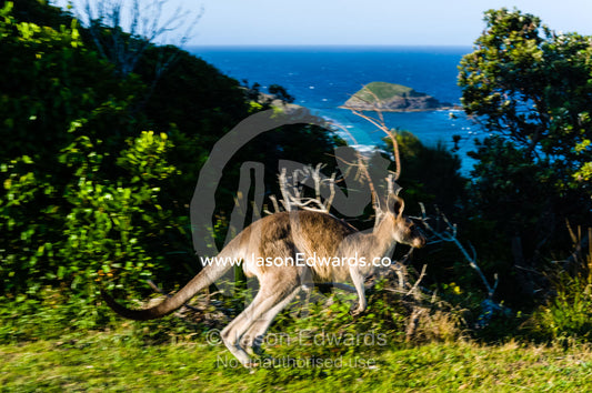 An Eastern Grey Kangaroo hopping on a mountaintop overlooking the ocean. Smoky Cape Lighthouse, Hat Head National Park, New South Wales, Australia.