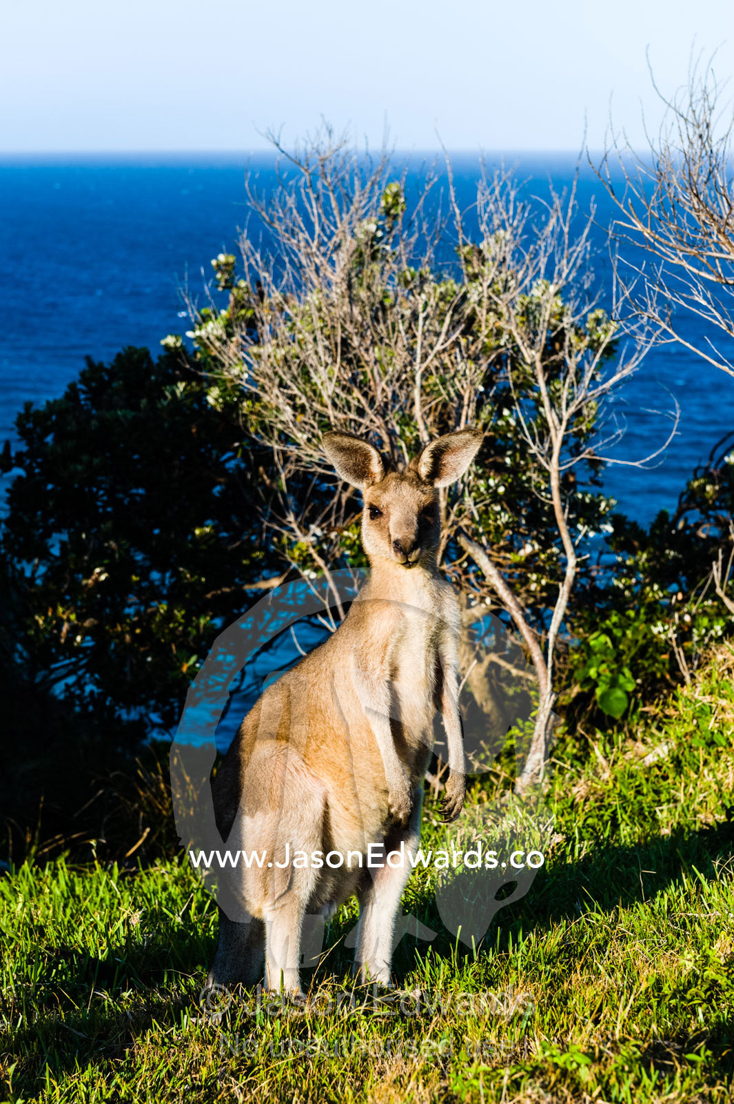 An Eastern Grey Kangaroo standing on a mountaintop overlooking the ocean. Smoky Cape Lighthouse, Hat Head National Park, New South Wales, Australia.