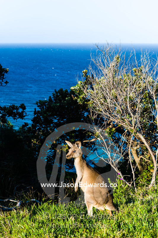An Eastern Grey Kangaroo standing on a mountaintop overlooking the ocean. Smoky Cape Lighthouse, Hat Head National Park, New South Wales, Australia.
