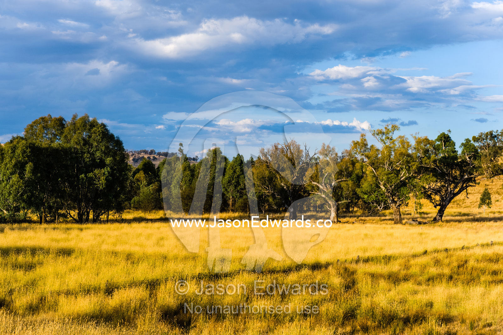 Late afternoon sunlight on a wooded farm field and seeding pasture. Holbrook, New South Wales, Australia.