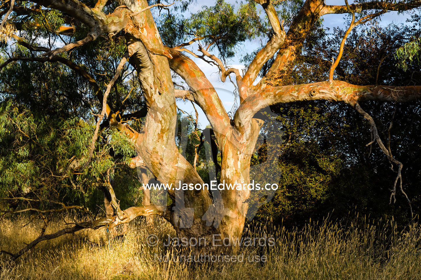 The gnarled trunk of a Blakely's Red Gum tree in the late afternoon glow. Holbrook, New South Wales, Australia.
