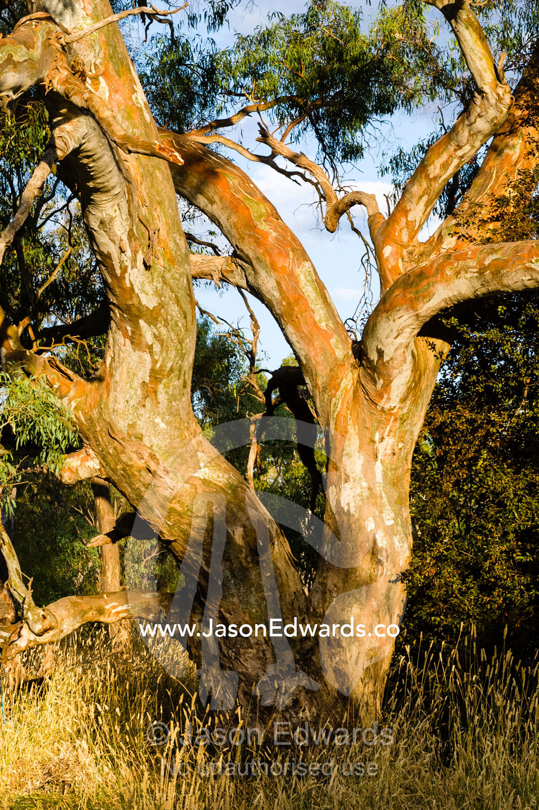 The gnarled trunk of a Blakely's Red Gum tree in the late afternoon glow. Holbrook, New South Wales, Australia.