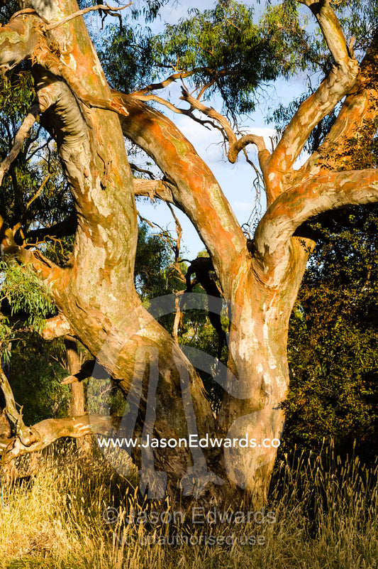 The gnarled trunk of a Blakely's Red Gum tree in the late afternoon glow. Holbrook, New South Wales, Australia.