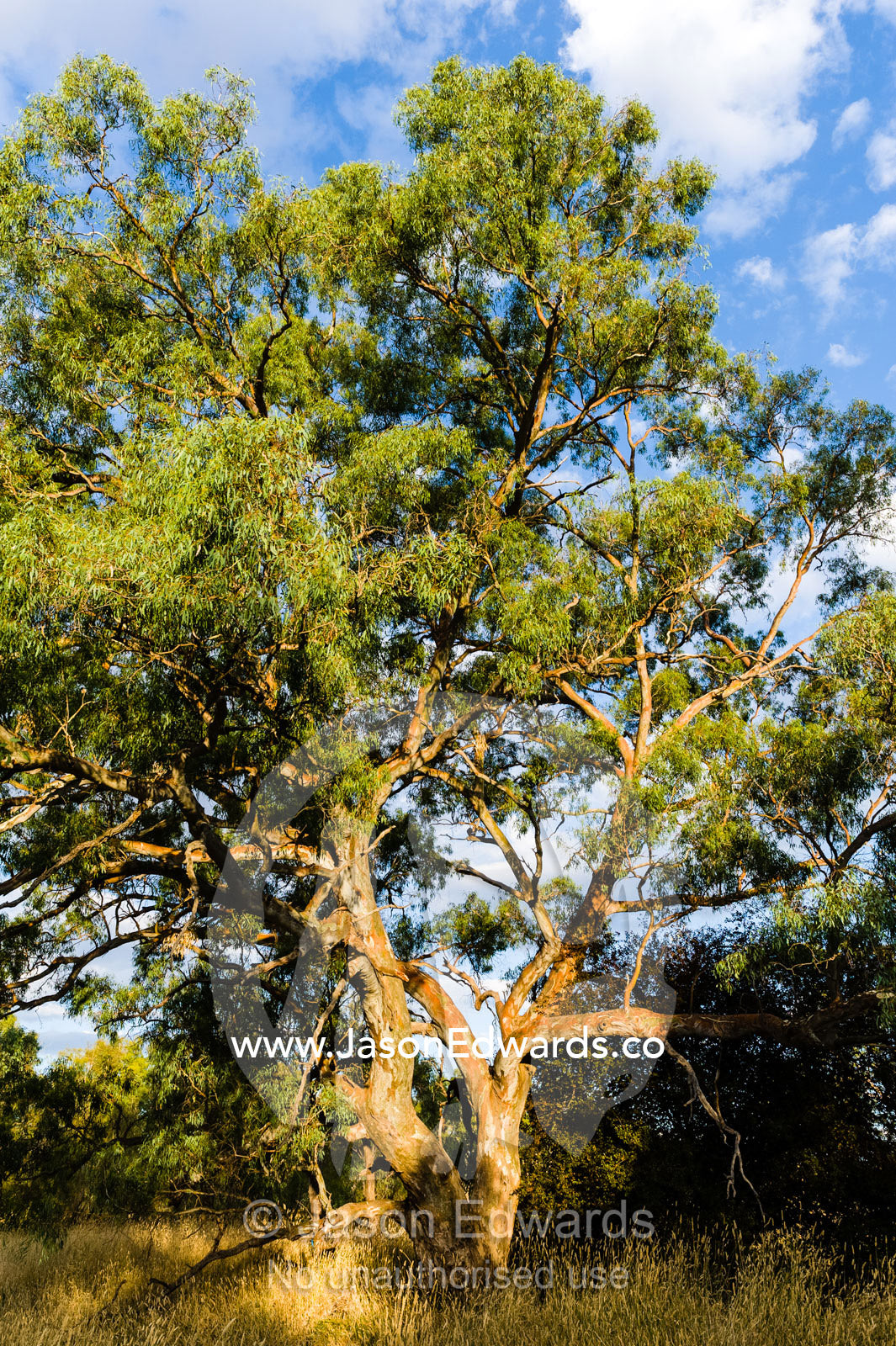 The gnarled trunk and sprawling canopy of a Blakely's Red Gum tree in the late afternoon glow. Holbrook, New South Wales, Australia.