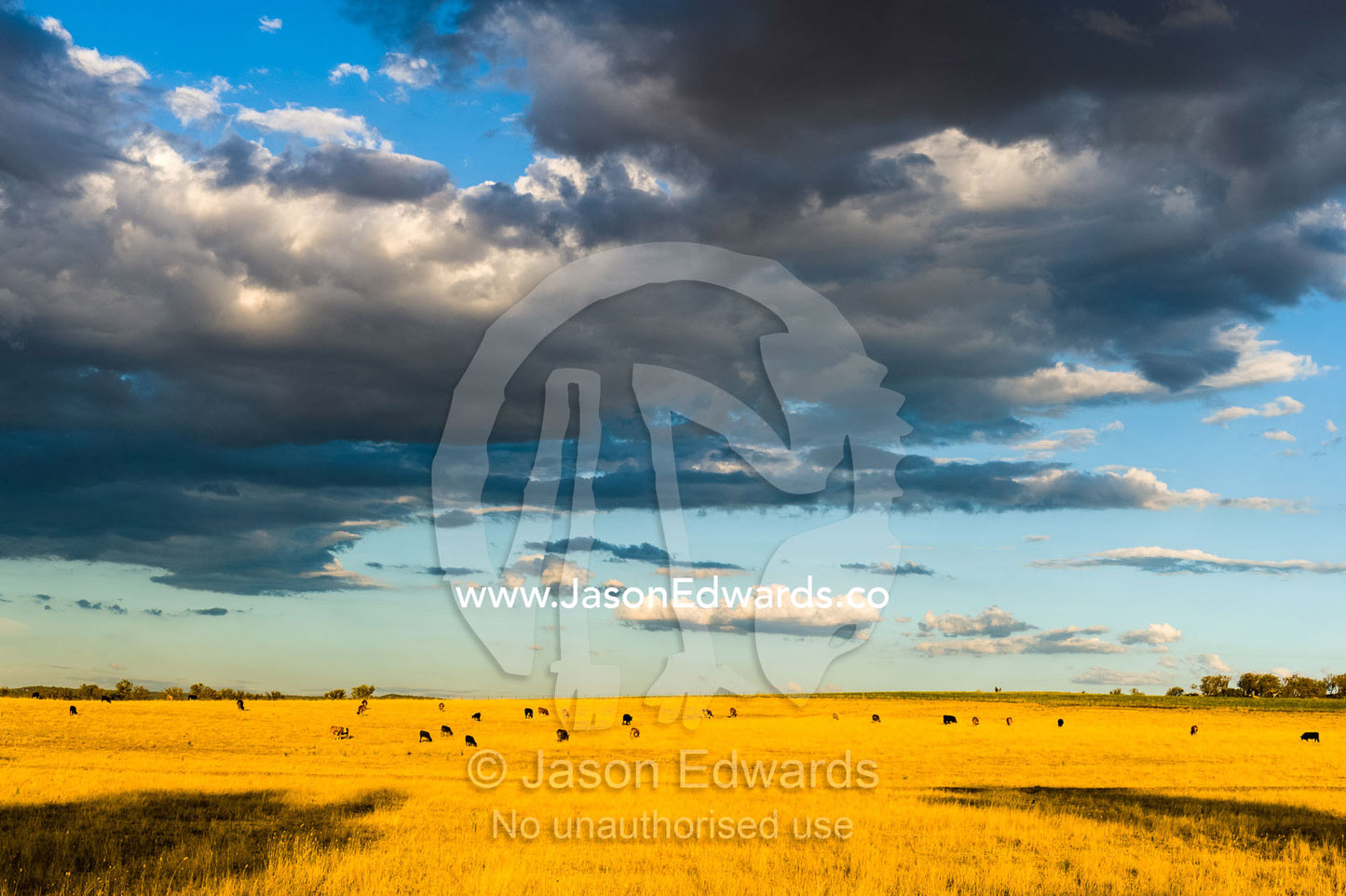 Cattle grazing on a dry farm field during a drought. Holbrook, New South Wales, Australia.