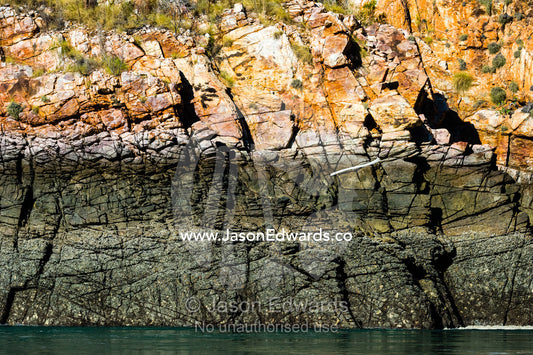 The hide tide mark and cyanobacteria stain on a sandstone cliff above the ocean. Horizontal Falls, McLarty Range, Talbot Bay, Kimberley Coast, Western Australia, Australia.