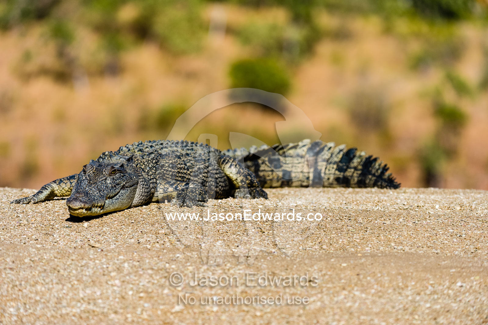 A Saltwater Crocodile sun basking on a sand island in a desert gorge. Horizontal Falls, McLarty Range, Talbot Bay, Kimberley Coast, Western Australia, Australia.