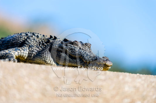 A Saltwater Crocodile sun basking on a sand island in a desert gorge. Horizontal Falls, McLarty Range, Talbot Bay, Kimberley Coast, Western Australia, Australia.