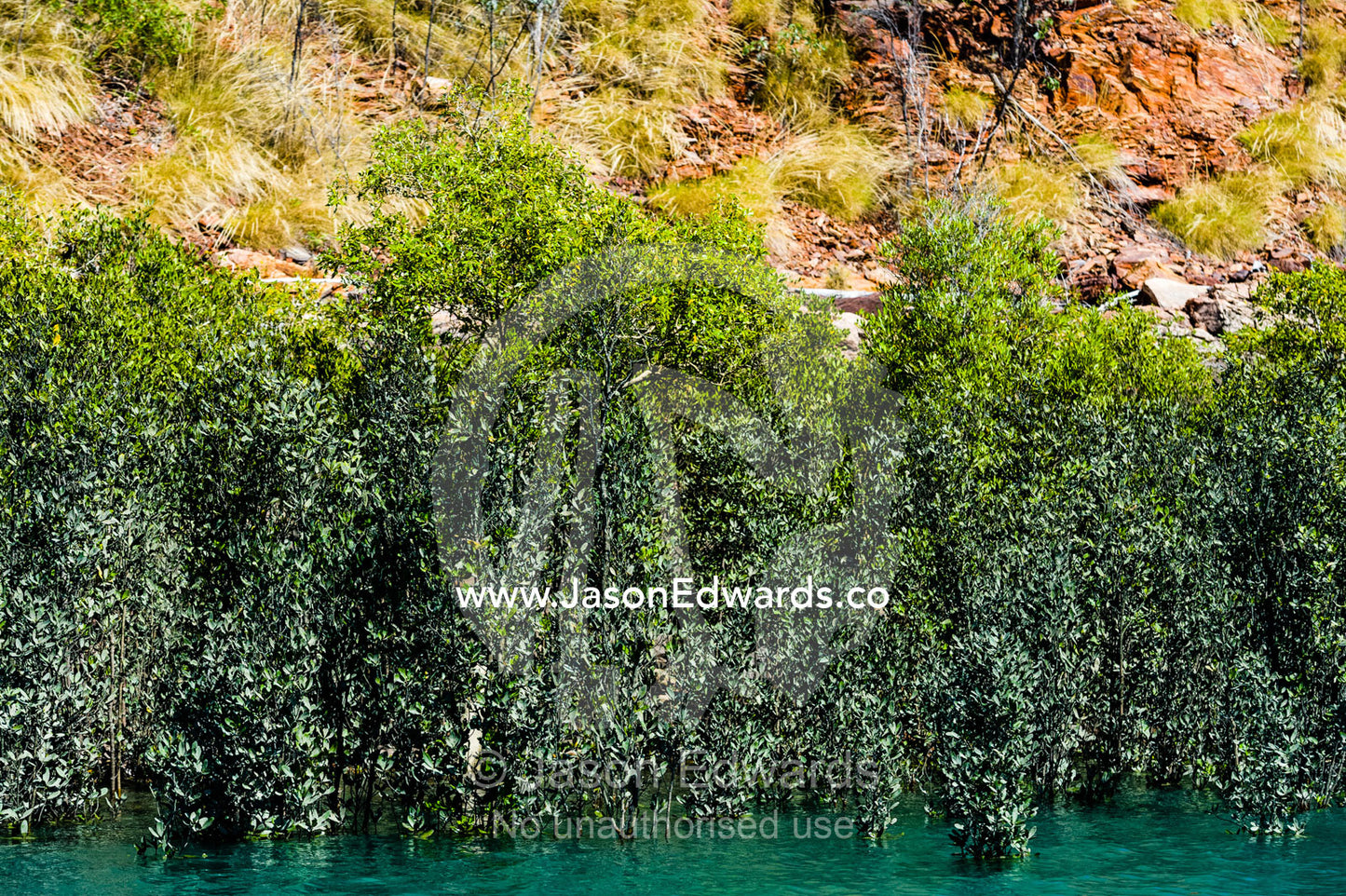 A mangrove forest growing at the base of a sandstone cliff. Doubtful Bay, Buccaneer Archipelago, Kimberley Coast, Western Australia, Australia.