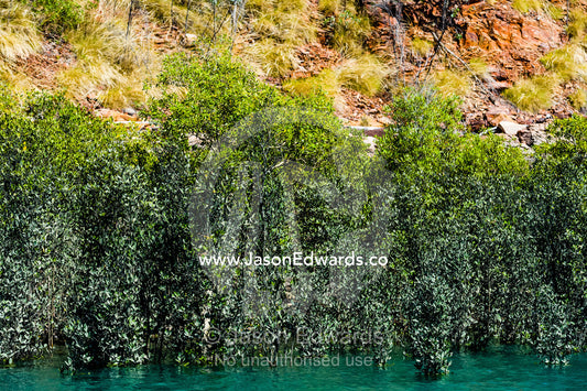 A mangrove forest growing at the base of a sandstone cliff. Doubtful Bay, Buccaneer Archipelago, Kimberley Coast, Western Australia, Australia.