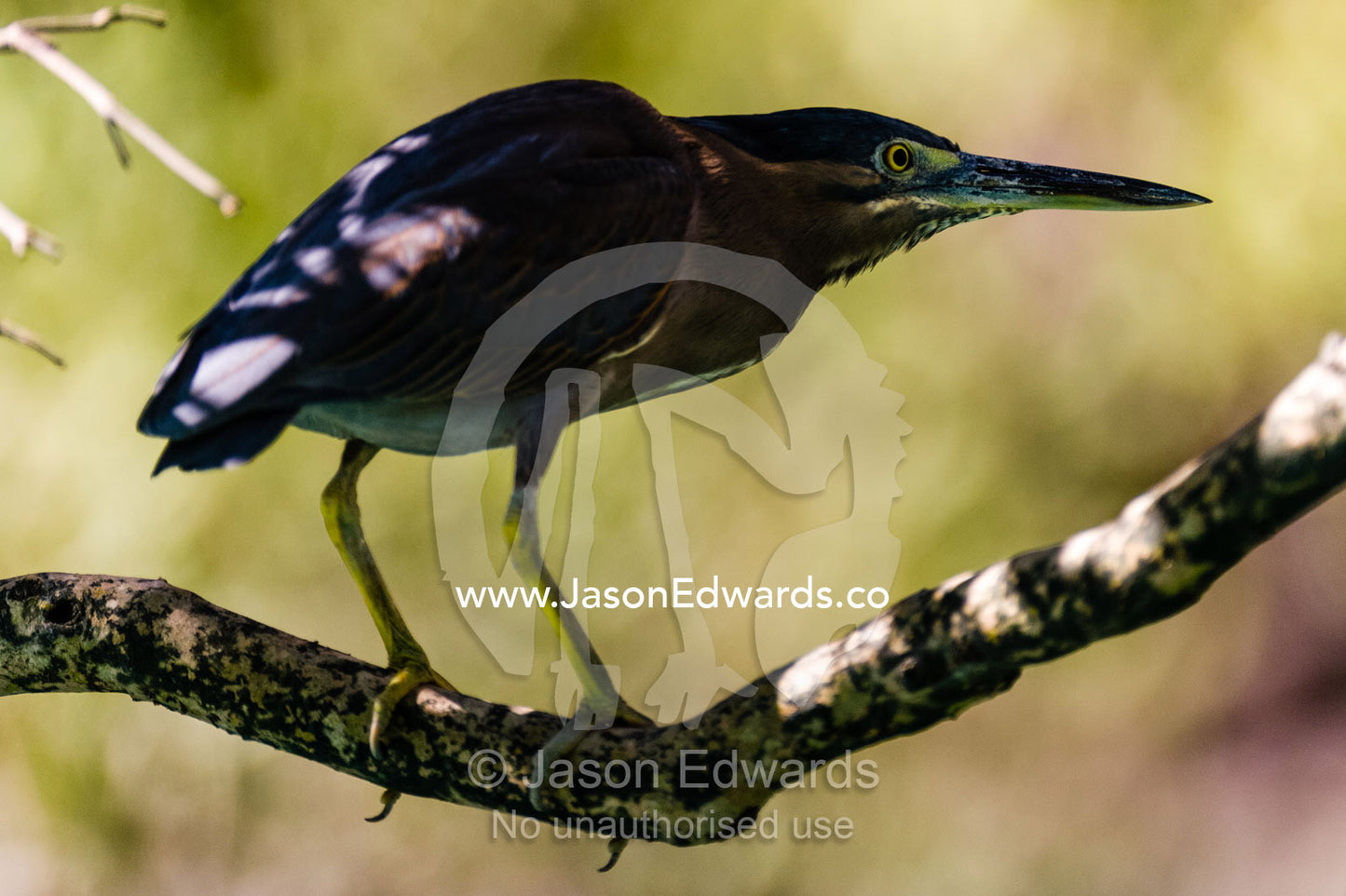 A Mangrove Heron resting in the shade of a tree. Doubtful Bay, Buccaneer Archipelago, Kimberley Coast, Western Australia, Australia.
