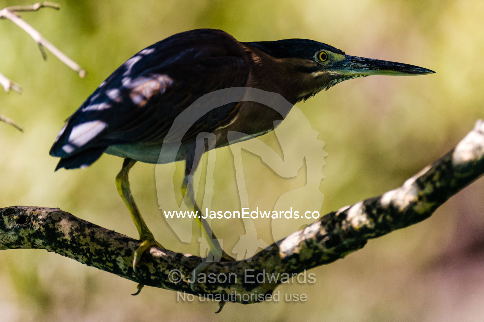 A Mangrove Heron resting in the shade of a tree. Doubtful Bay, Buccaneer Archipelago, Kimberley Coast, Western Australia, Australia.