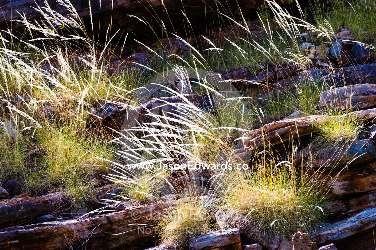Backlit flowering spinifex grass on a cliff in the Kimberley. Doubtful Bay, Buccaneer Archipelago, Kimberley Coast, Western Australia, Australia.