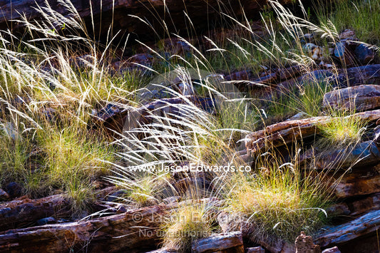 Backlit flowering spinifex grass on a cliff in the Kimberley. Doubtful Bay, Buccaneer Archipelago, Kimberley Coast, Western Australia, Australia.