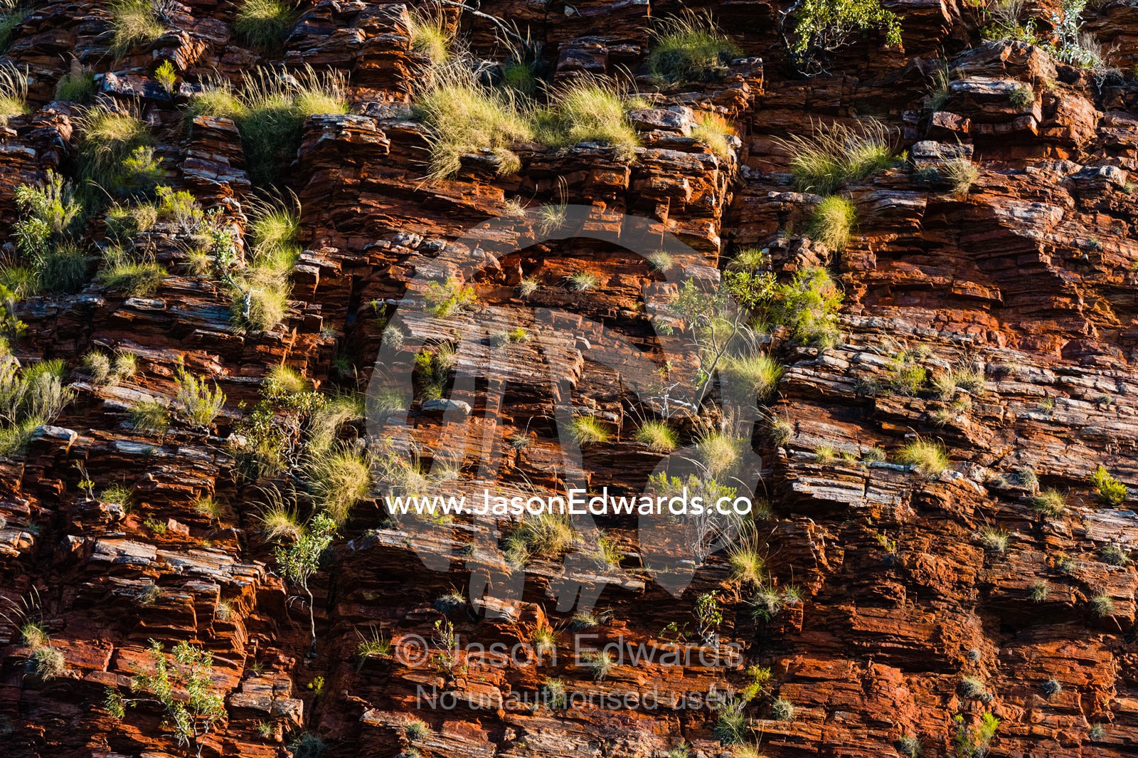 Spinifex grass growing on a sandstone cliff. Slug Island, Buccaneer Archipelago, Kimberley Coast, Western Australia, Australia.