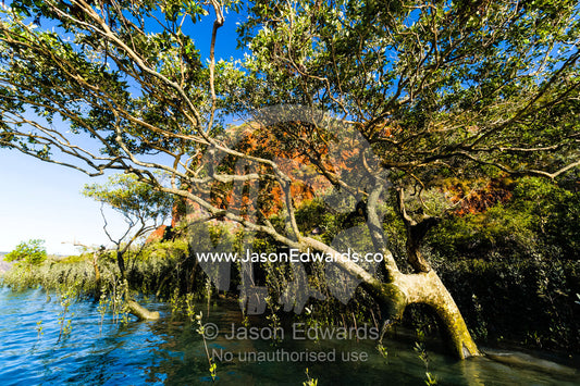 The sprawling canopy of a mangrove tree on a desert island. Slug Island, Buccaneer Archipelago, Kimberley Coast, Western Australia, Australia.