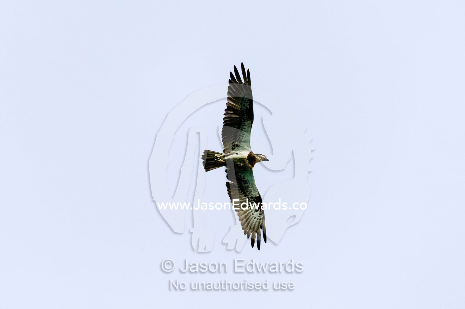 An Eastern Osprey soaring through the sky on thermals from the desert coastline. Slug Island, Buccaneer Archipelago, Kimberley Coast, Western Australia, Australia.
